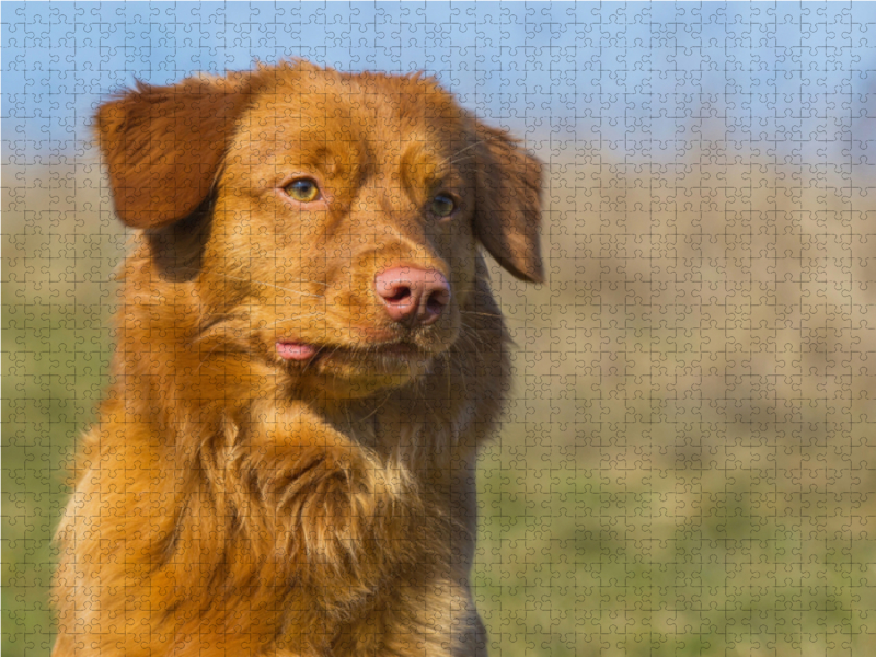 Nova Scotia Duck Tolling Retriever Porträt