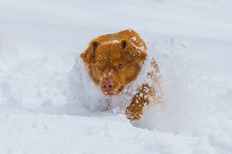 Nova Scotia Duck Tolling Retriever - Spaß im Schnee