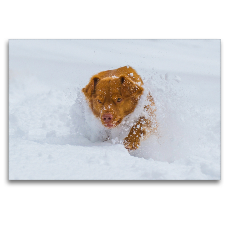 Nova Scotia Duck Tolling Retriever - Spaß im Schnee