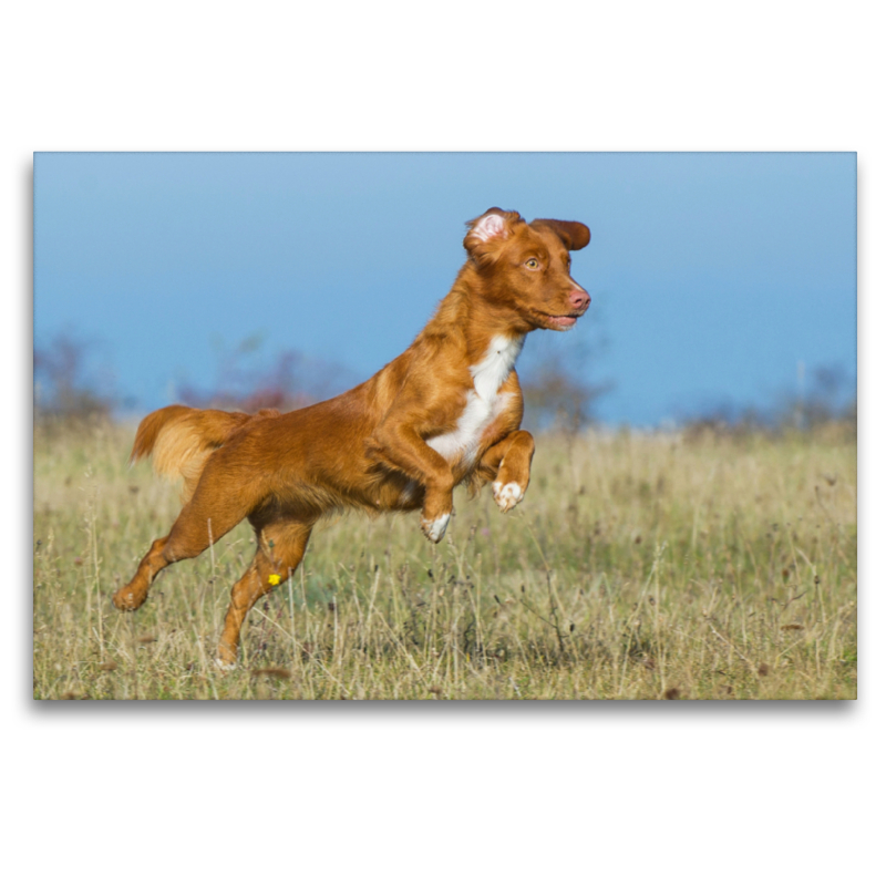 Nova Scotia Duck Tolling Retriever auf dem Feld