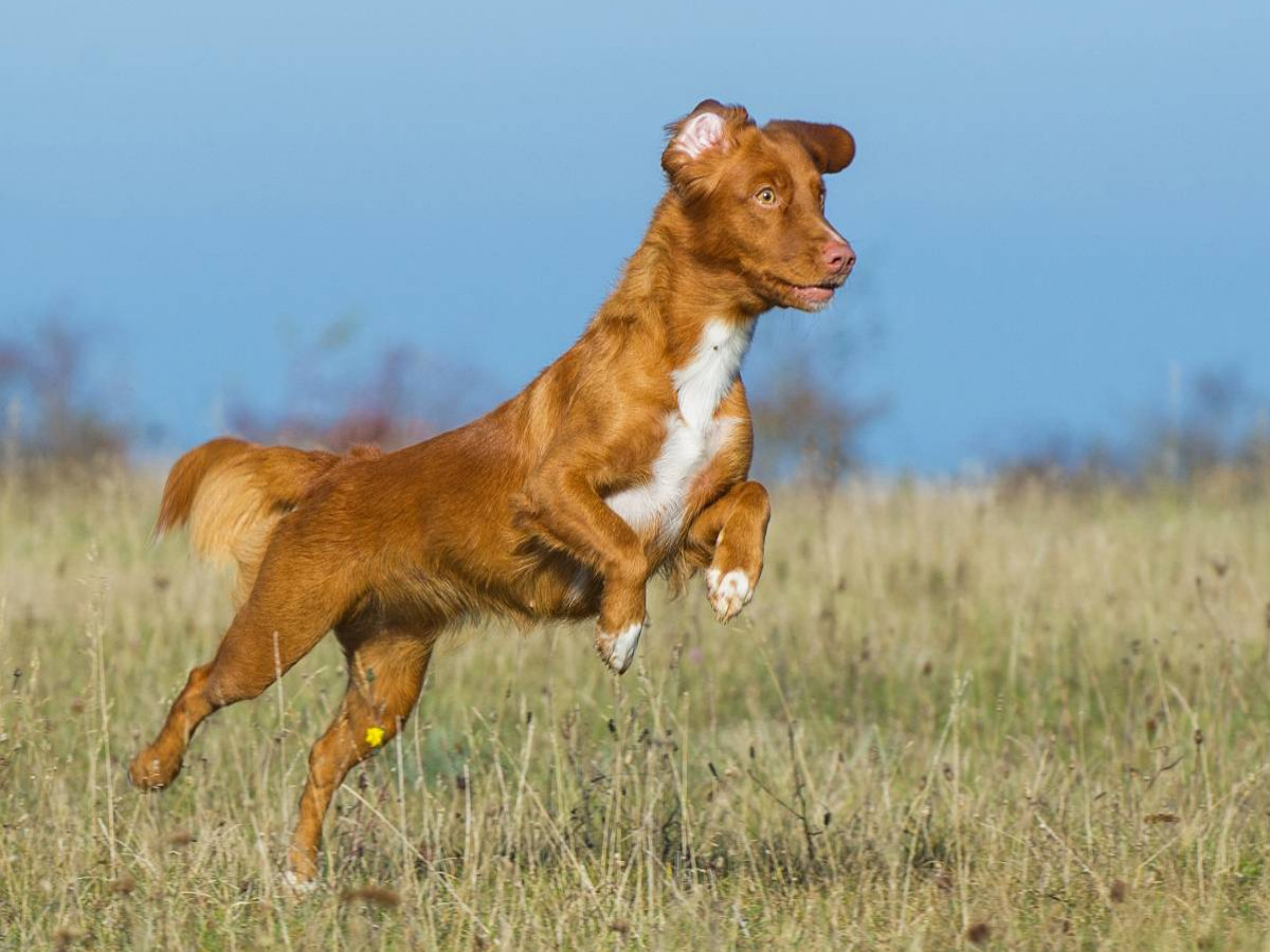 Nova Scotia Duck Tolling Retriever auf dem Feld