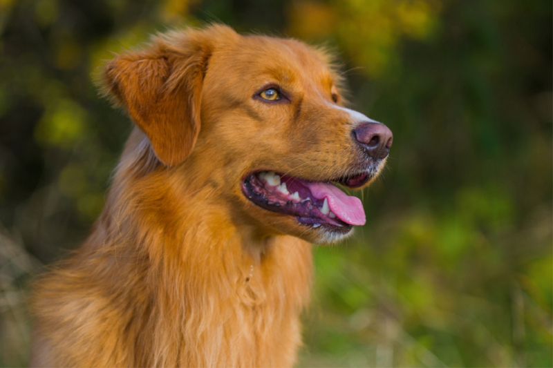 Nova Scotia Duck Tolling Retriever Rüdenporträt