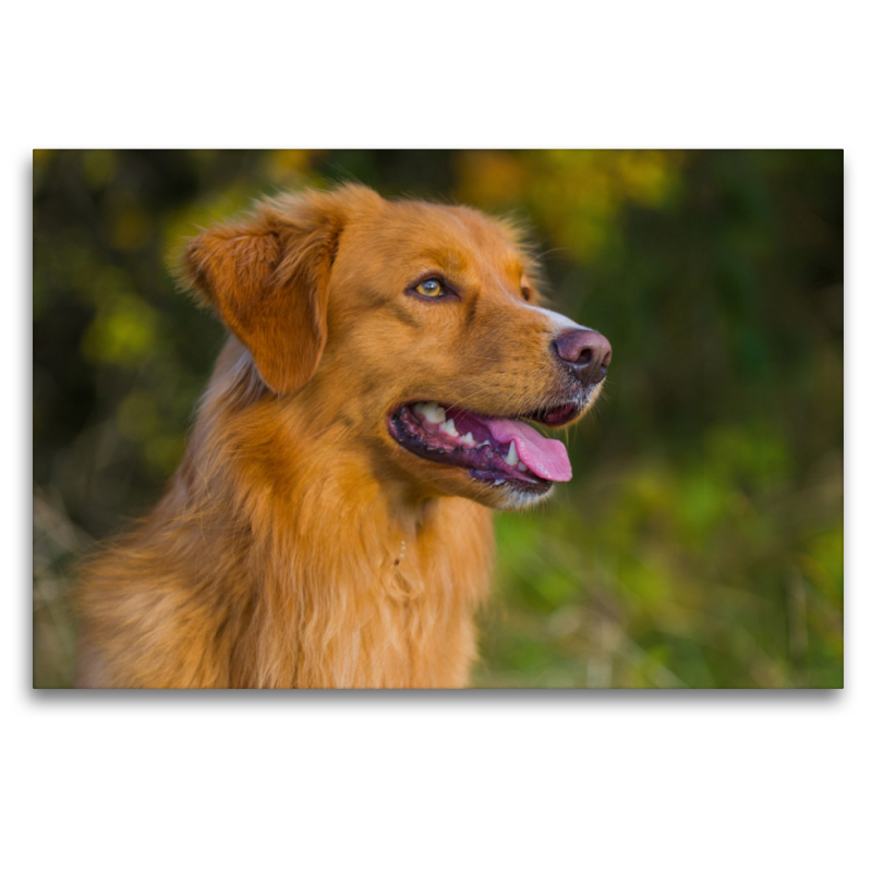 Nova Scotia Duck Tolling Retriever Rüdenporträt