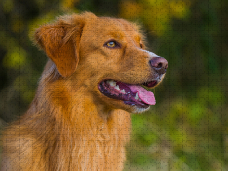 Nova Scotia Duck Tolling Retriever Rüdenporträt