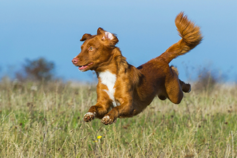 Flughund Nova Scotia Duck Tolling Retriever