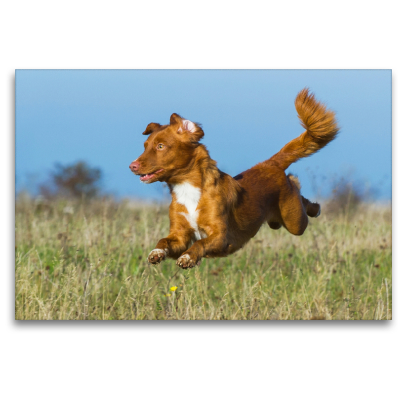 Flughund Nova Scotia Duck Tolling Retriever