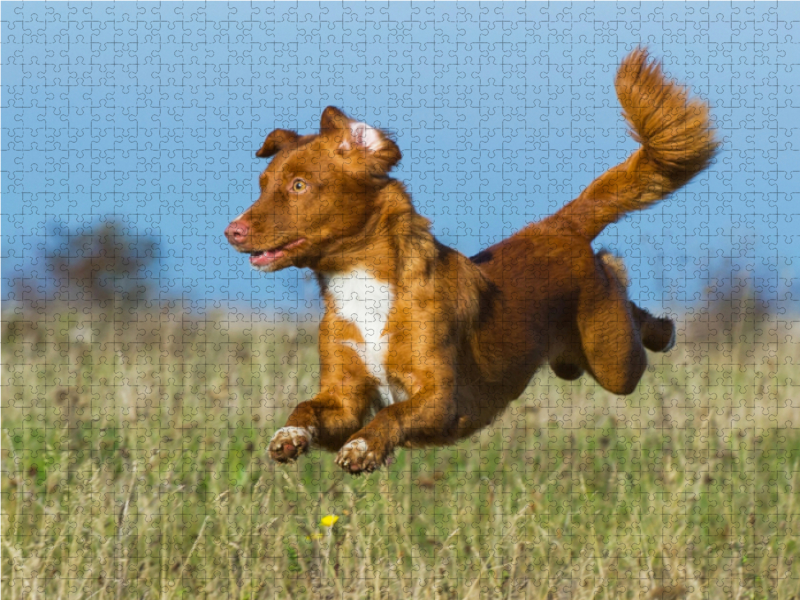 Flughund Nova Scotia Duck Tolling Retriever