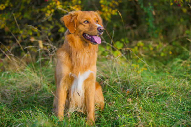 Nova Scotia Duck Tolling Retriever Rüde