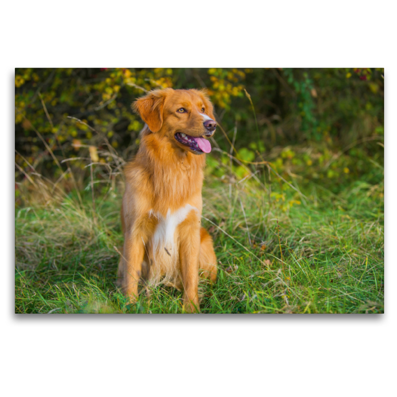 Nova Scotia Duck Tolling Retriever Rüde