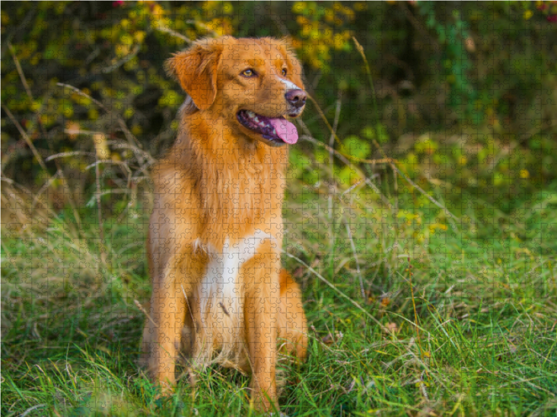 Nova Scotia Duck Tolling Retriever Rüde