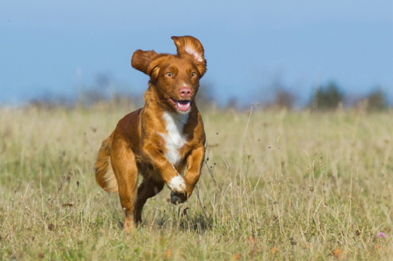 Nova Scotia Duck Tolling Retriever auf Jagd