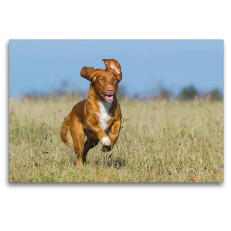 Nova Scotia Duck Tolling Retriever auf Jagd