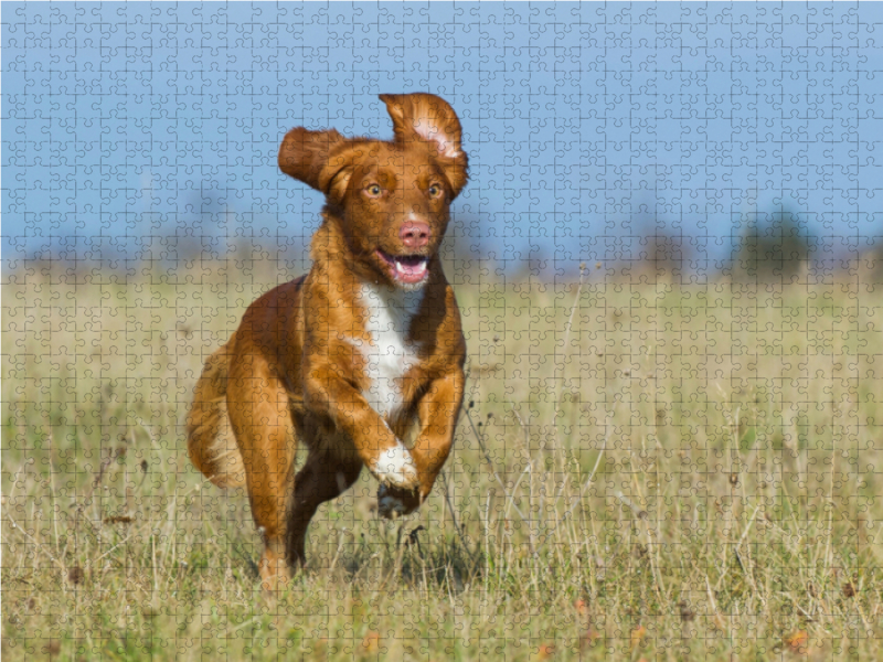 Nova Scotia Duck Tolling Retriever auf Jagd