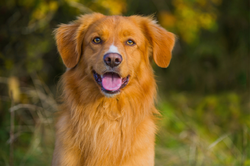 Nova Scotia Duck Tolling Retriever Porträt eines Rüden