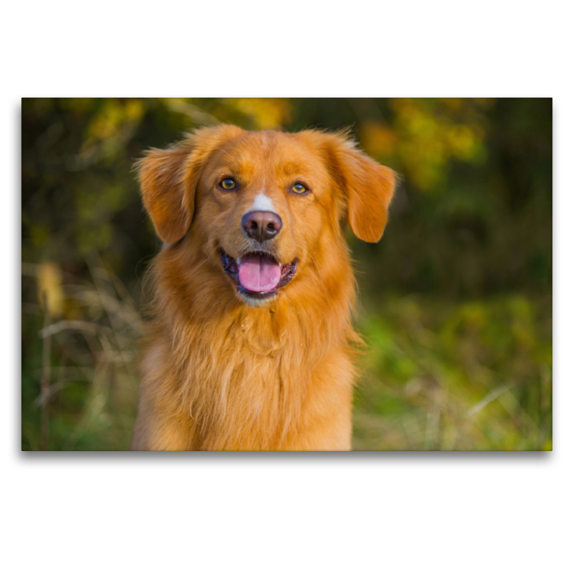 Nova Scotia Duck Tolling Retriever Porträt eines Rüden