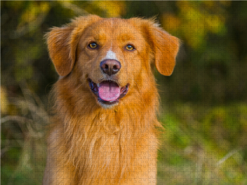 Nova Scotia Duck Tolling Retriever Porträt eines Rüden