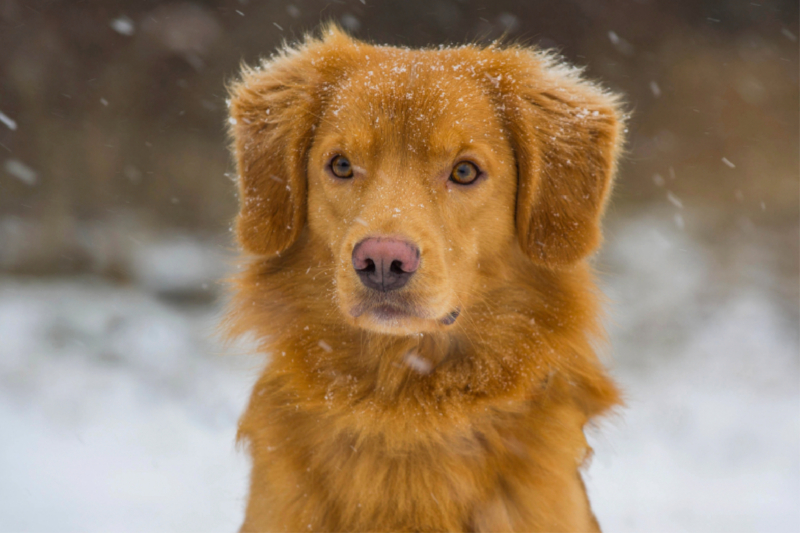 Nova Scotia Duck Tolling Retriever im Schnee