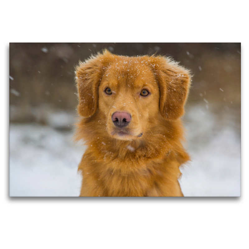 Nova Scotia Duck Tolling Retriever im Schnee