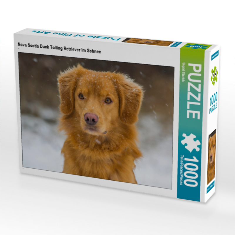 Nova Scotia Duck Tolling Retriever im Schnee