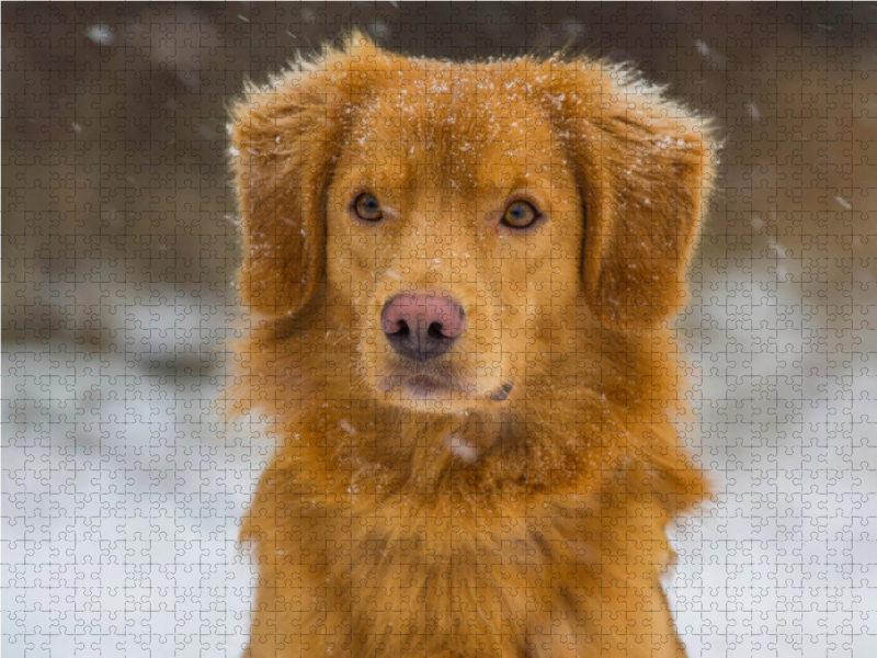 Nova Scotia Duck Tolling Retriever im Schnee