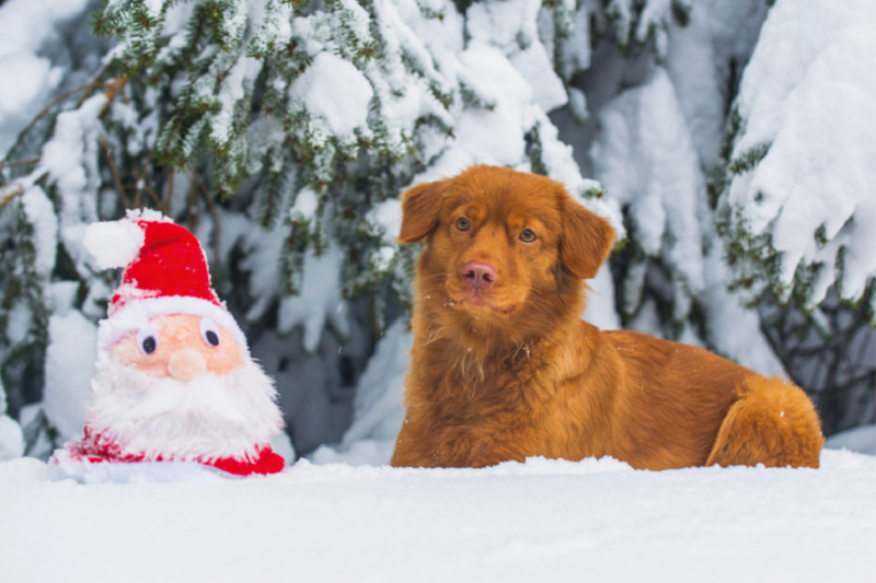 Nova Scotia Duck Tolling Retriever Weihnachten