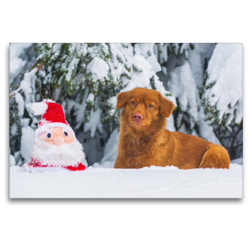 Nova Scotia Duck Tolling Retriever Weihnachten