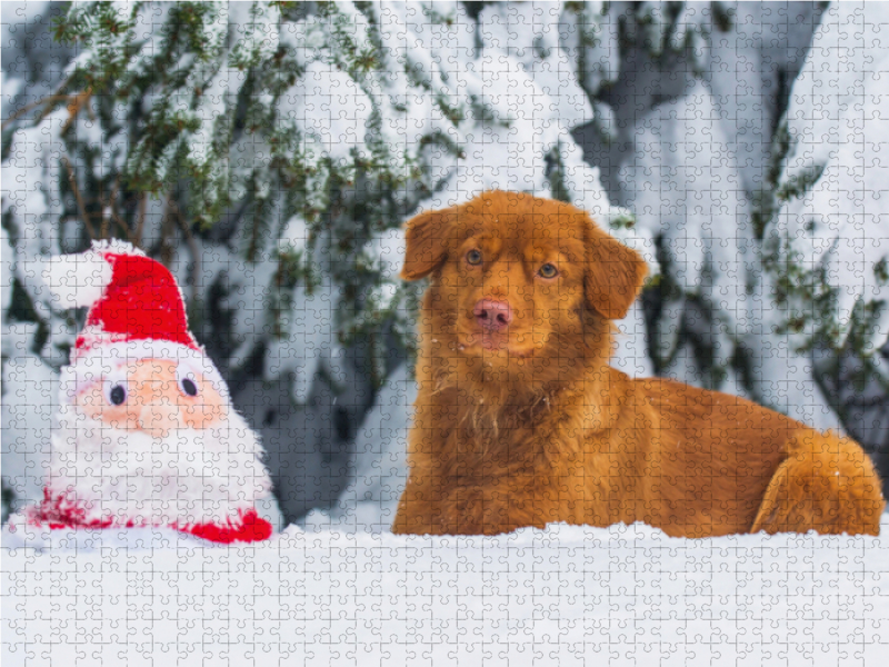 Nova Scotia Duck Tolling Retriever Weihnachten