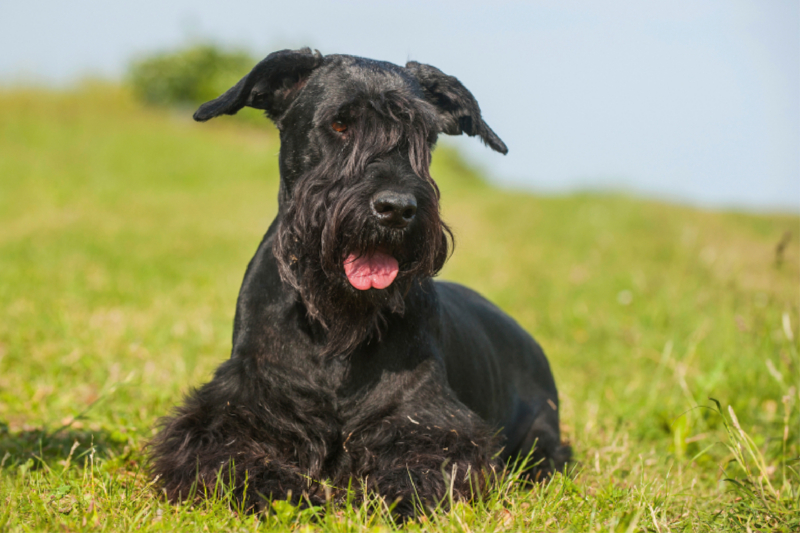 Riesenschnauzer liegt im Gras