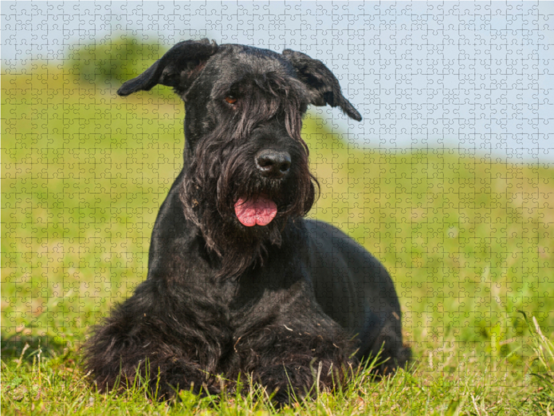 Riesenschnauzer liegt im Gras