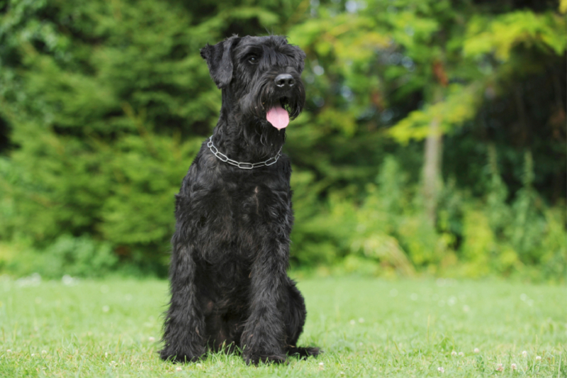 Sitzender Riesenschnauzer