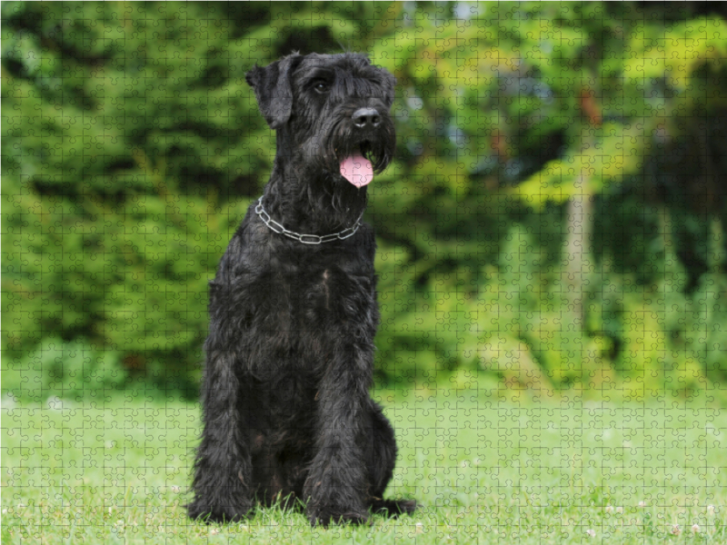 Sitzender Riesenschnauzer