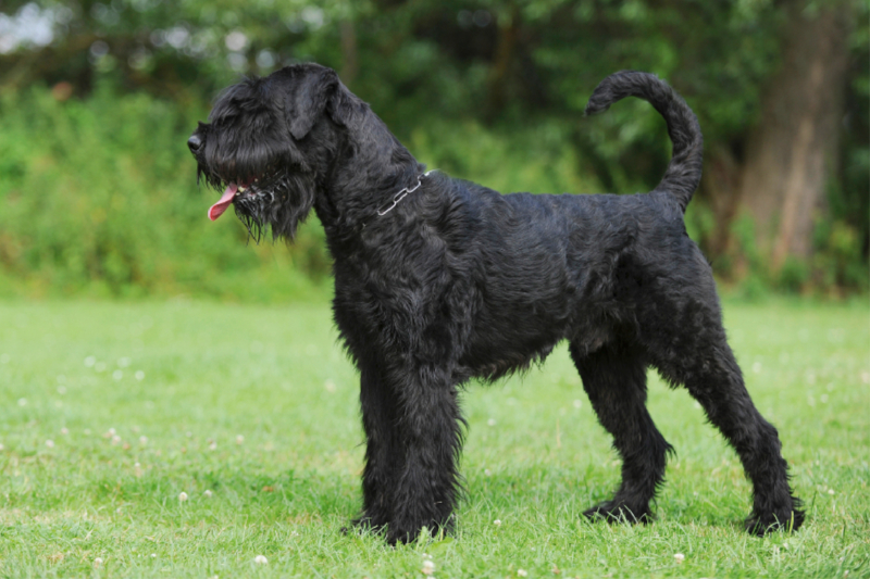 Stehender Riesenschnauzer