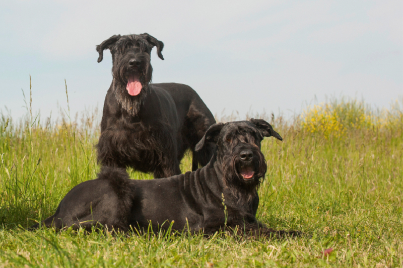 Zwei Riesenschnauzer