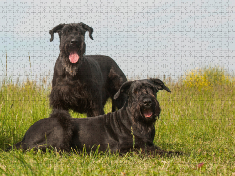 Zwei Riesenschnauzer