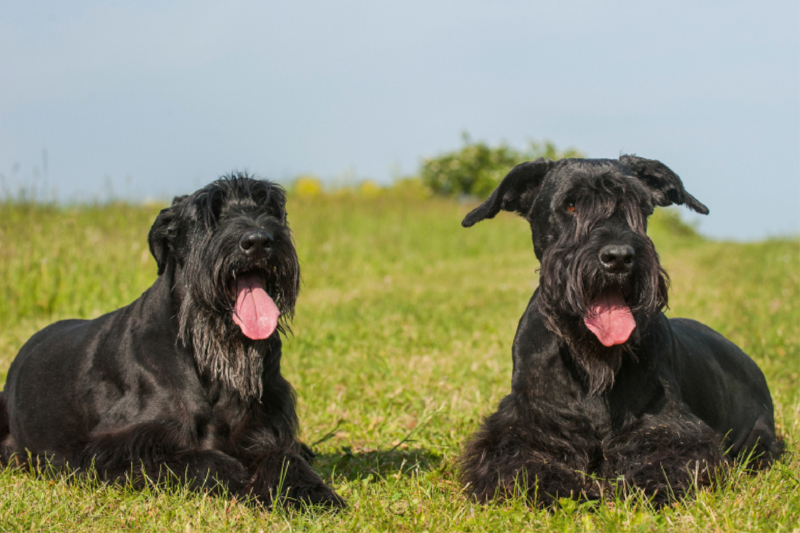 Zwei Riesenschnauzer auf der Wiese