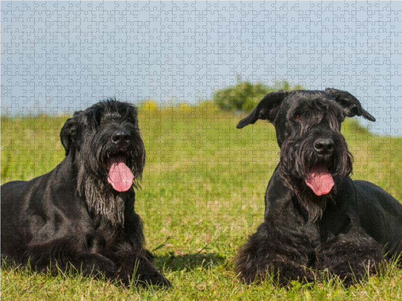 Zwei Riesenschnauzer auf der Wiese