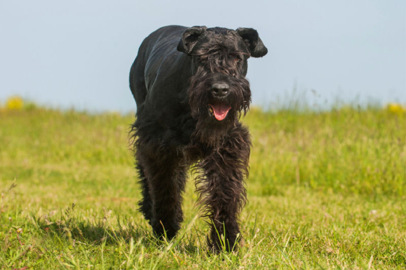 Bester Freund Riesenschnauzer