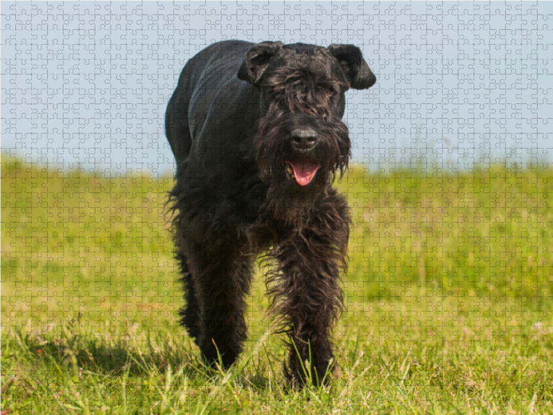 Bester Freund Riesenschnauzer