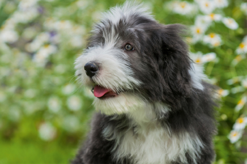 Bearded Collie Welpe