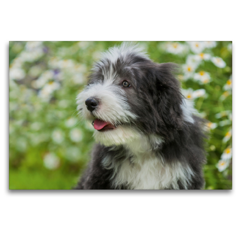 Bearded Collie Welpe