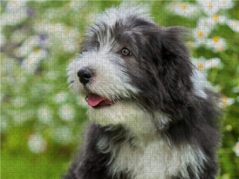 Bearded Collie Welpe