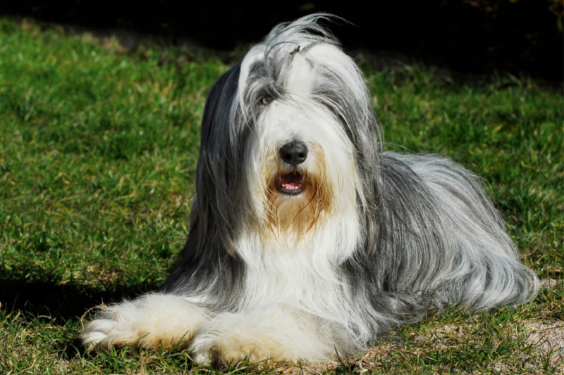 Bearded Collie auf der Wiese