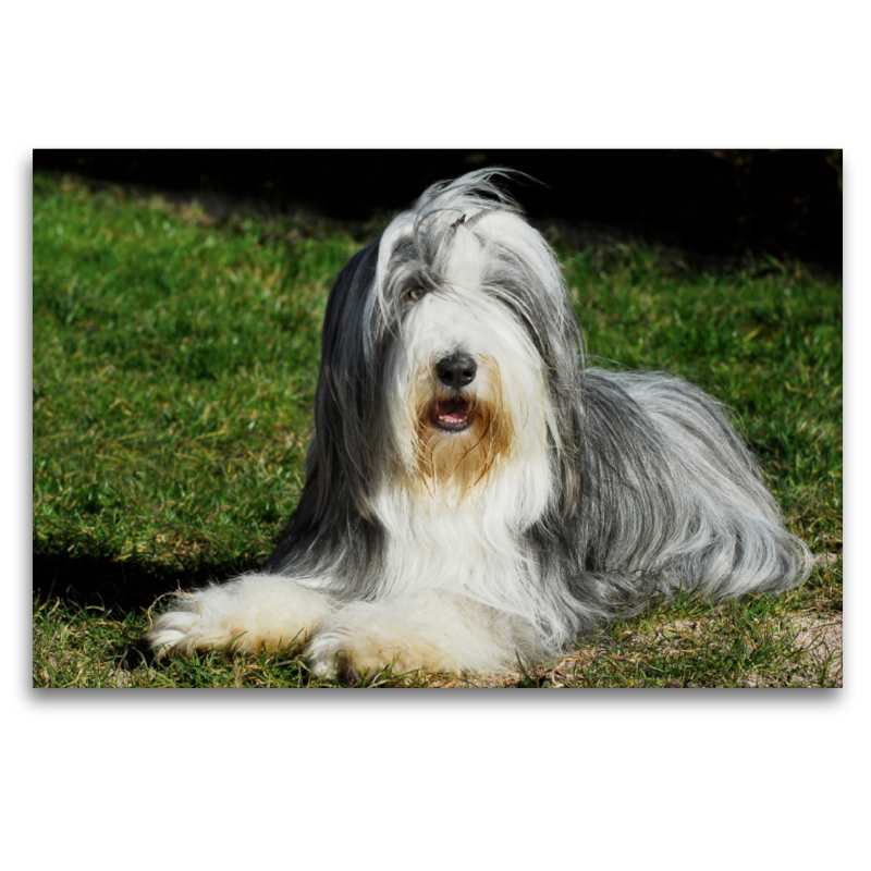 Bearded Collie auf der Wiese