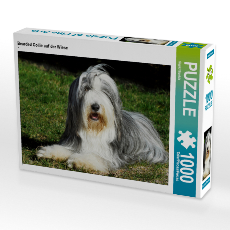 Bearded Collie auf der Wiese