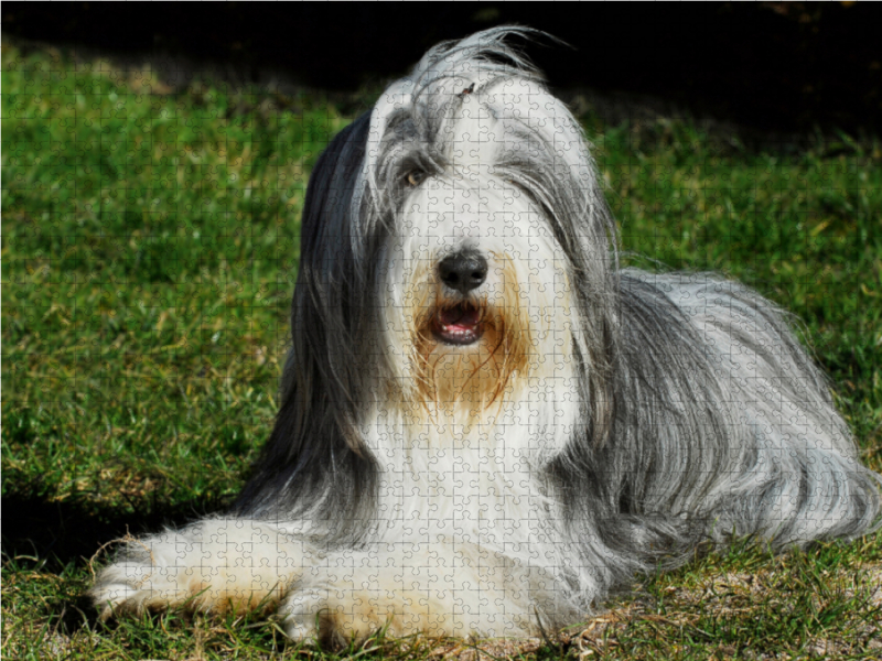 Bearded Collie auf der Wiese