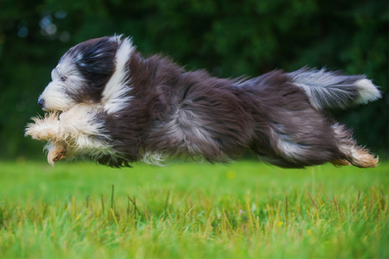 Bearded Collie im Flug über die Wiese