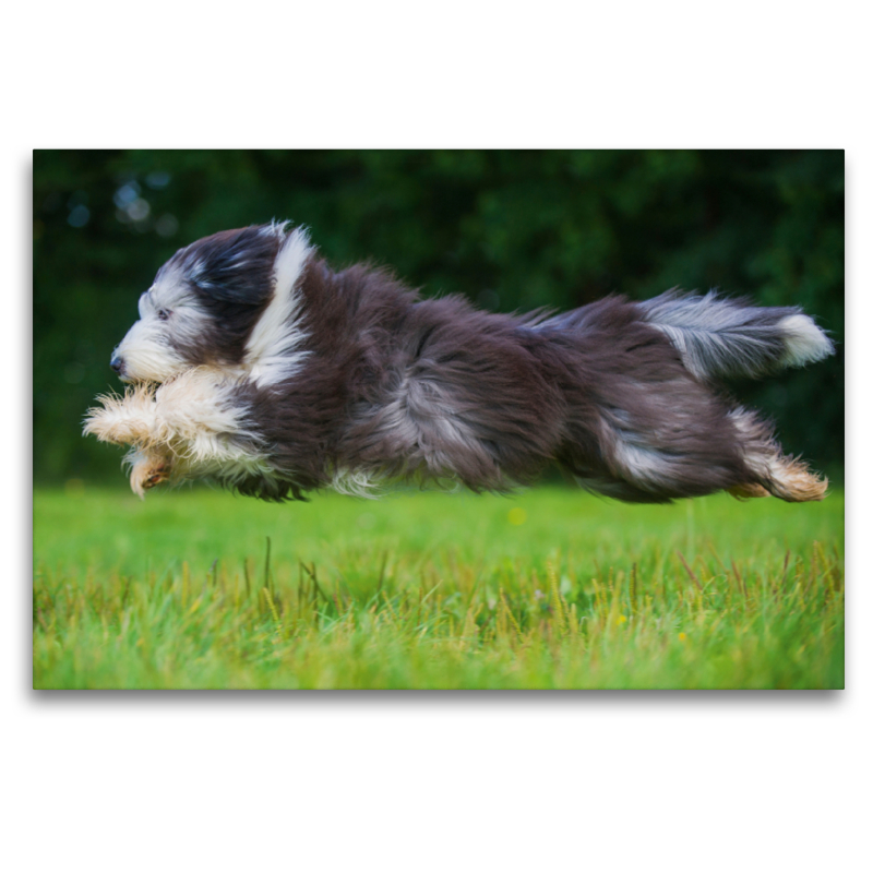 Bearded Collie im Flug über die Wiese