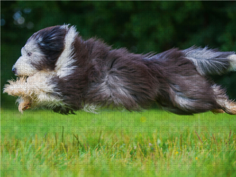 Bearded Collie im Flug über die Wiese