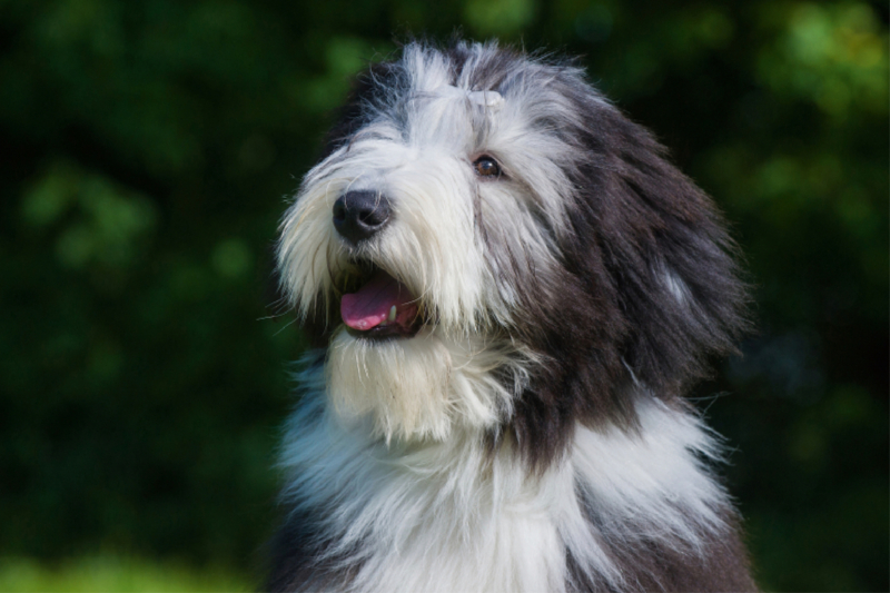 Bearded Collie Welpe Porträt