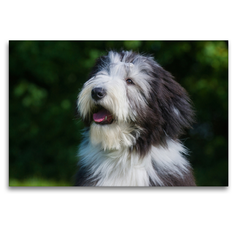 Bearded Collie Welpe Porträt